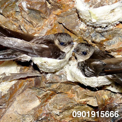 Những Yếu Tố Quyết Định Thành Công Khi Nuôi Yến