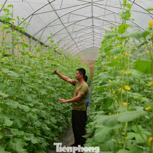 Thanh Niên Tuyên Quang Khởi Nghiệp Thành Công Với Nông Nghiệp Công Nghệ Cao