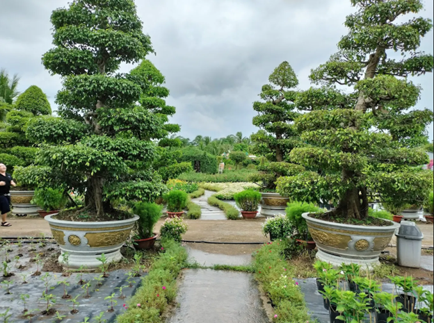 "Giải Mã" Định Giá Bonsai (Để không bị "hớ")