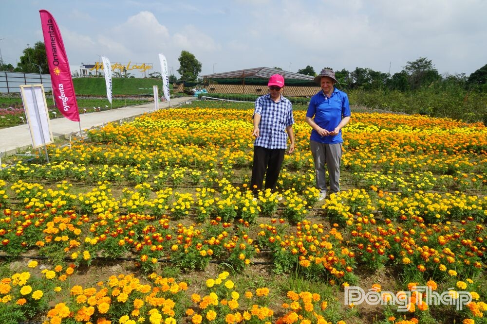 Điểm tham quan mới lạ: Trình diễn 100 giống hoa ôn đới giữa lòng nhiệt đới
