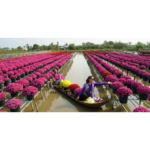 Độc Đáo Phương Thức "Trồng Hoa Trên Giàn"