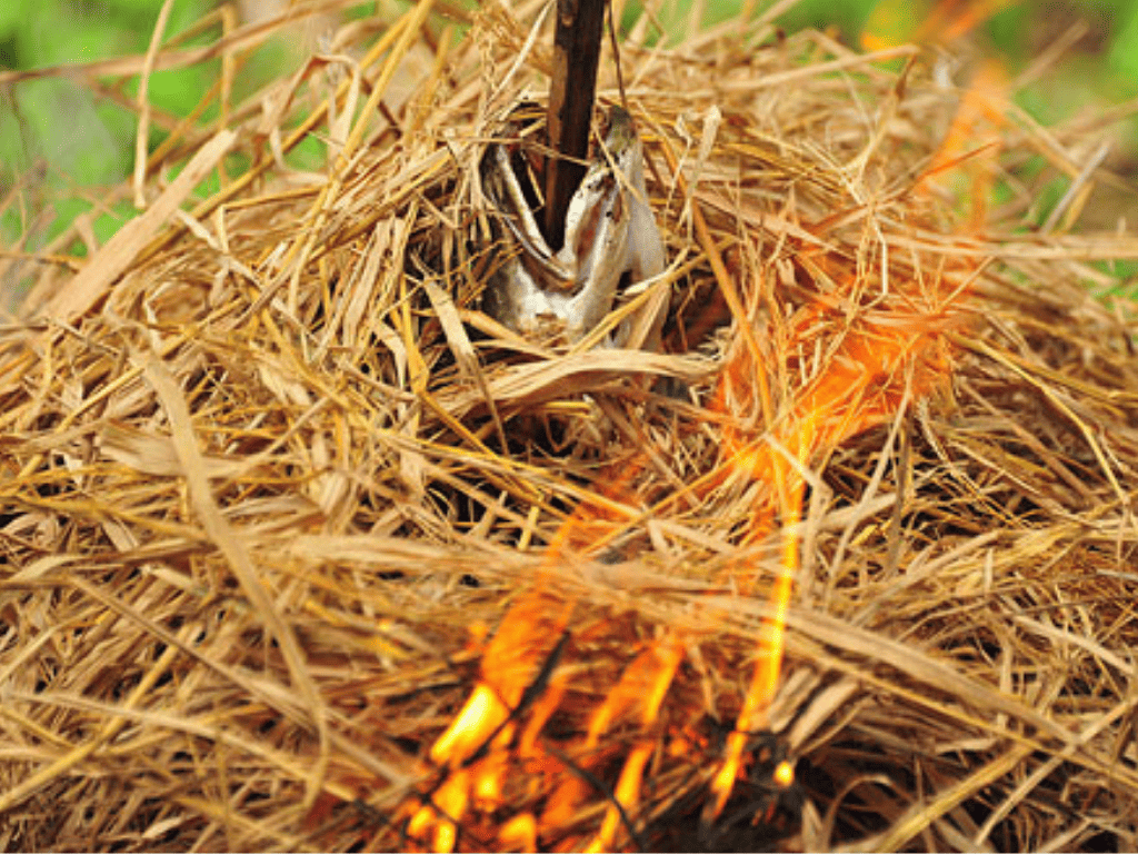 Nghệ thuật nướng trui từ đồng quê