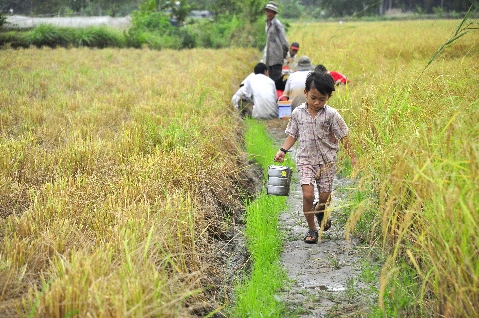 Ký ức tuổi thơ nơi bờ ruộng