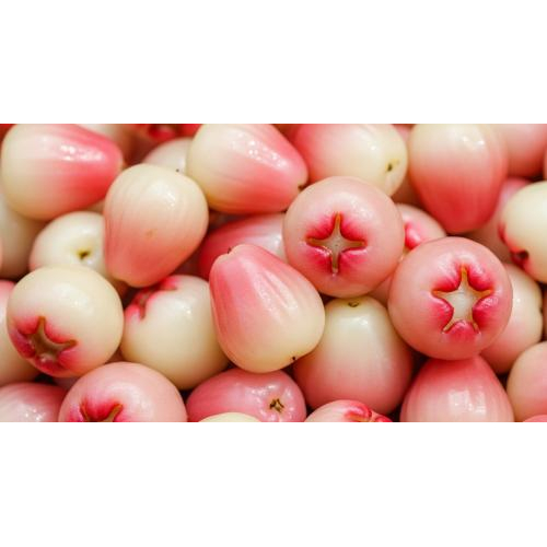 Mận Hòa An – Trái ngọt miền đất phù sa