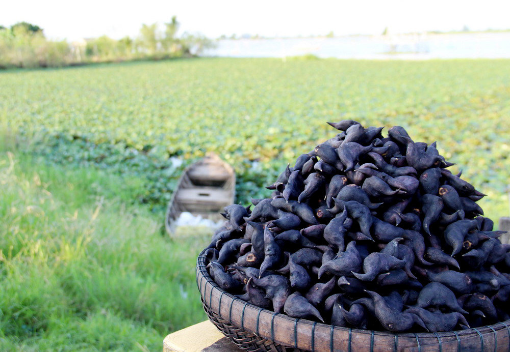 Ký Ức Lai Vung Xưa: Những Chiều Tan Trường "Miệng Đen Nhẻm"