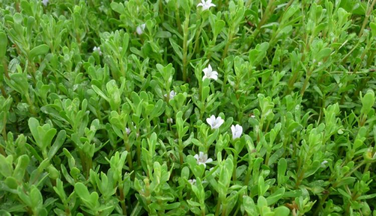 Rau đắng đất: loài cây của sự chịu thương, chịu khó