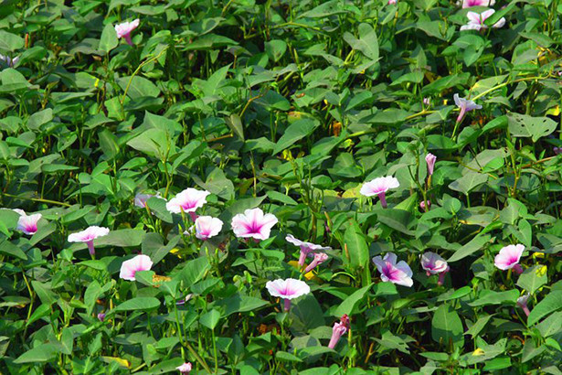 Nét thương của loài rau "chân phèn"