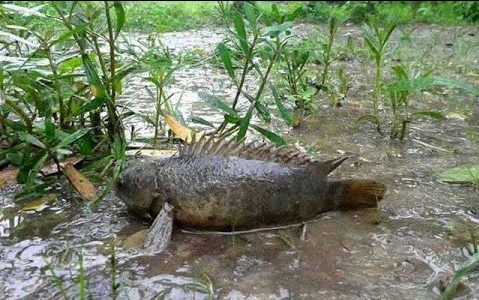 "Chiến Lợi Phẩm" Từ Những Buổi Tát Mương Đẫm Bùn