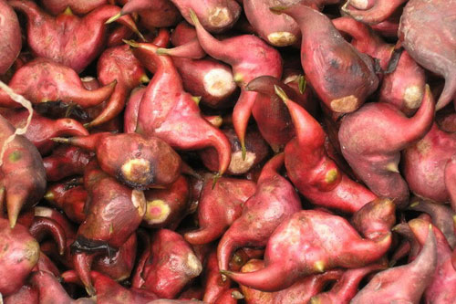 Chắt Chiu Từng "Hạt Ngọc" Trắng Ngần