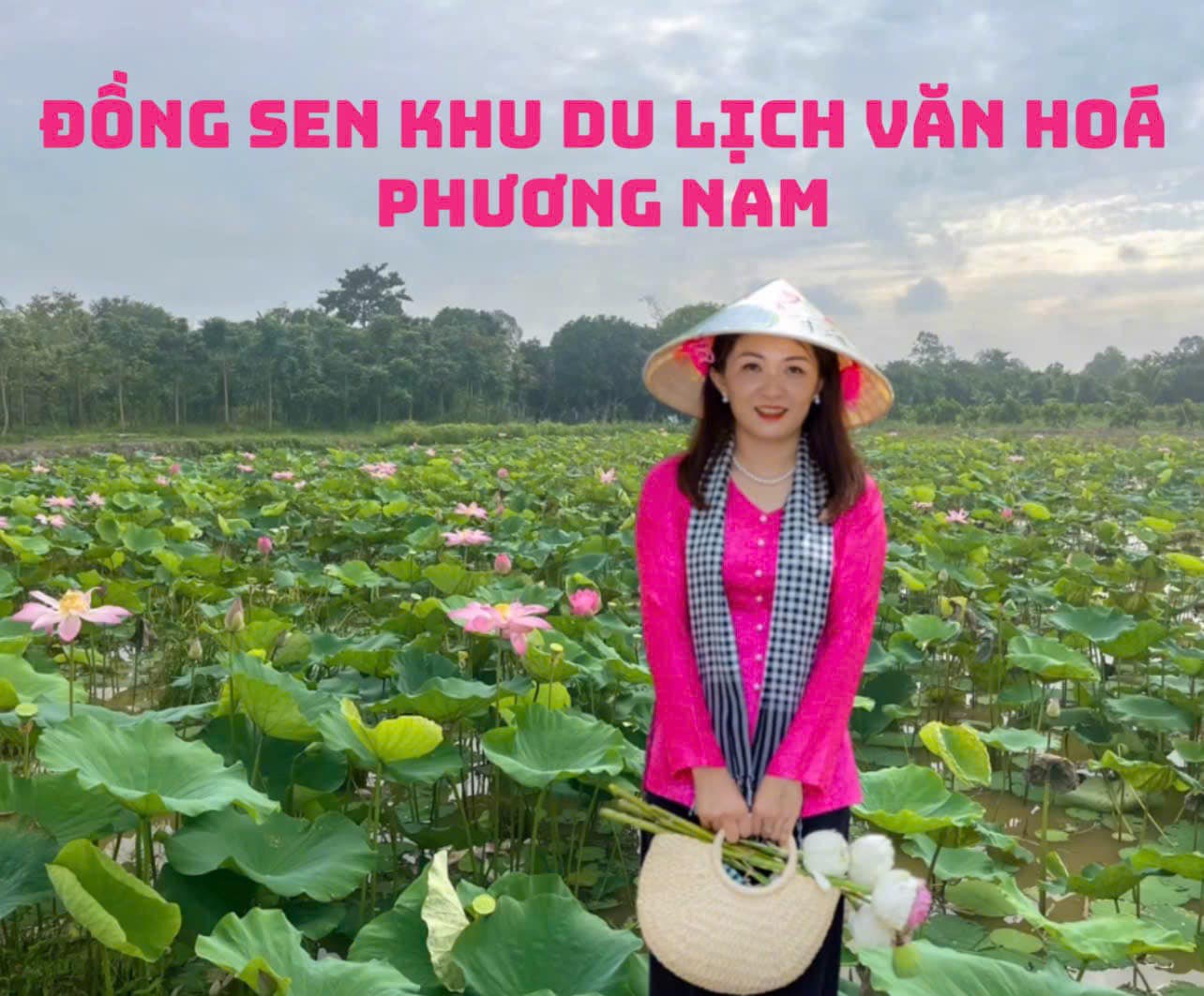 3. Cánh Đồng Sen Bát Ngát – Hương Sen Tỏa Khắp Phương Trời